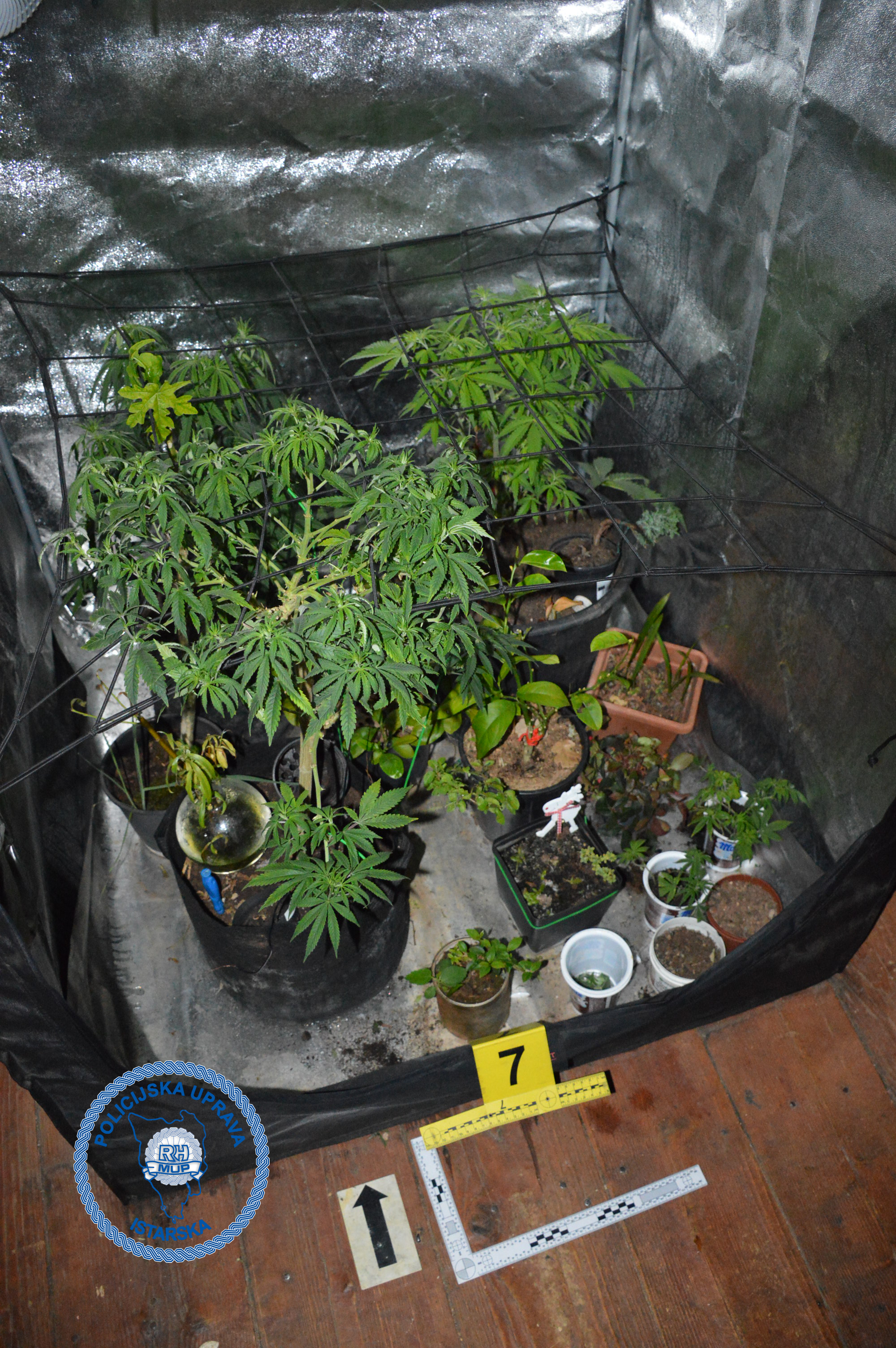 Slika /2026/KONOPLJA VIŠNJAN.png